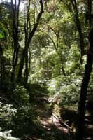 En for�t d'Asie du Sud-Est